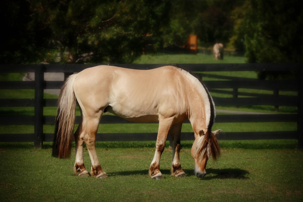 Norwegian Fjord Horse for Sale at Silver Drache Farm