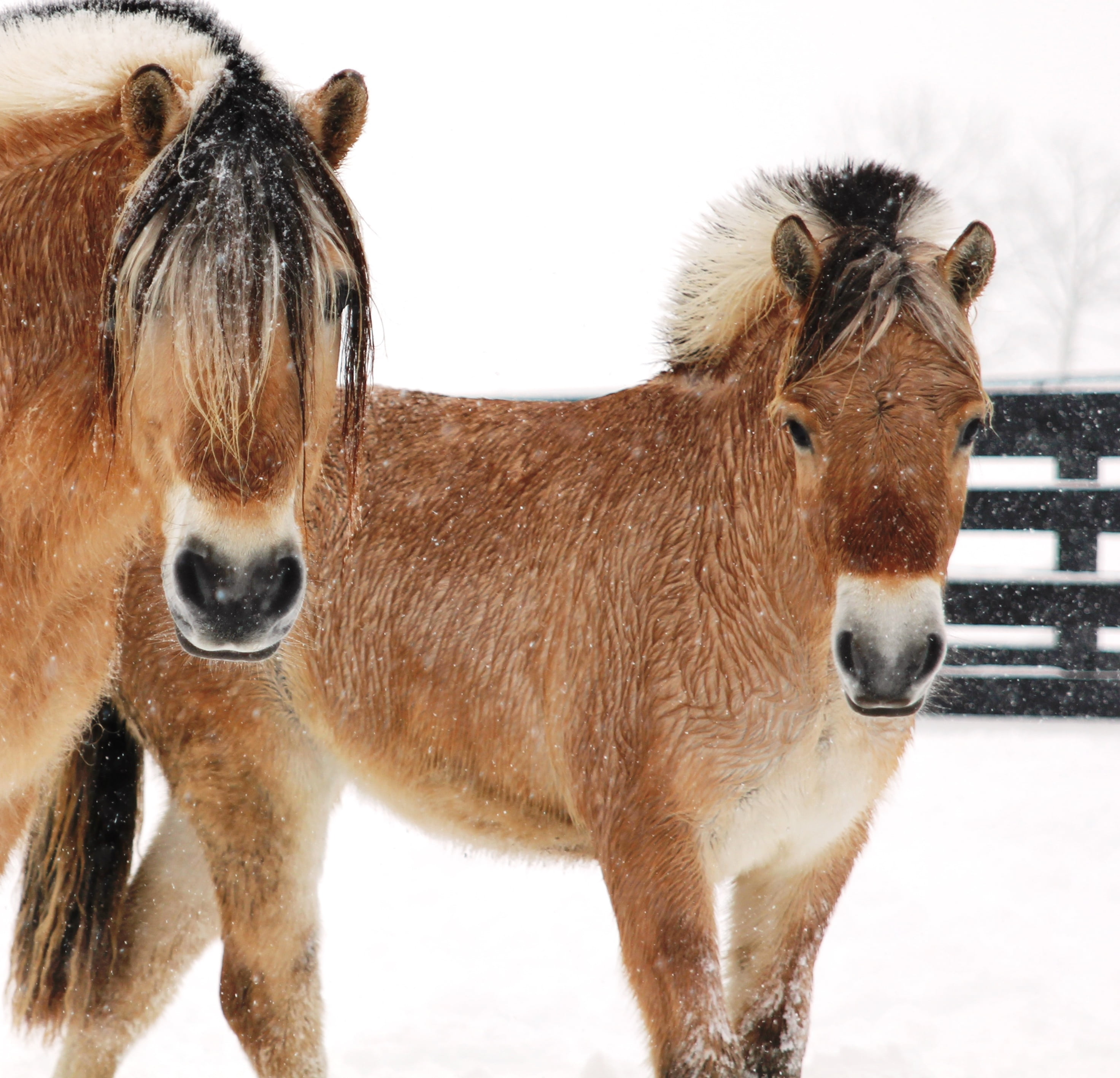 Norwegian Fjord Horse for Sale at Silver Drache Farm