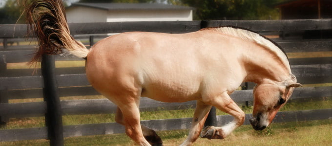 Registered Norwegian Fjord Gelding