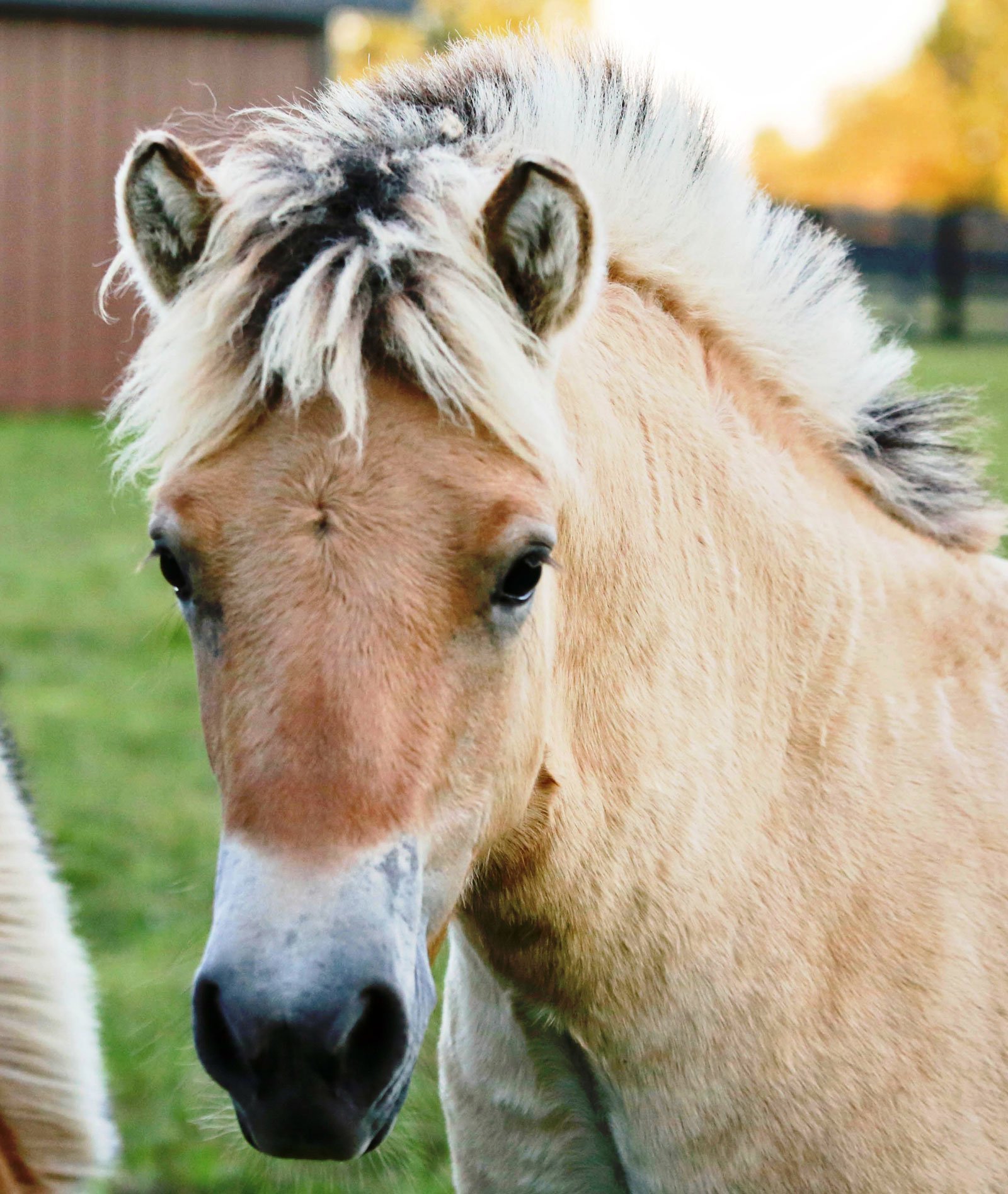 Norwegian Fjord Horse for Sale at Silver Drache Farm