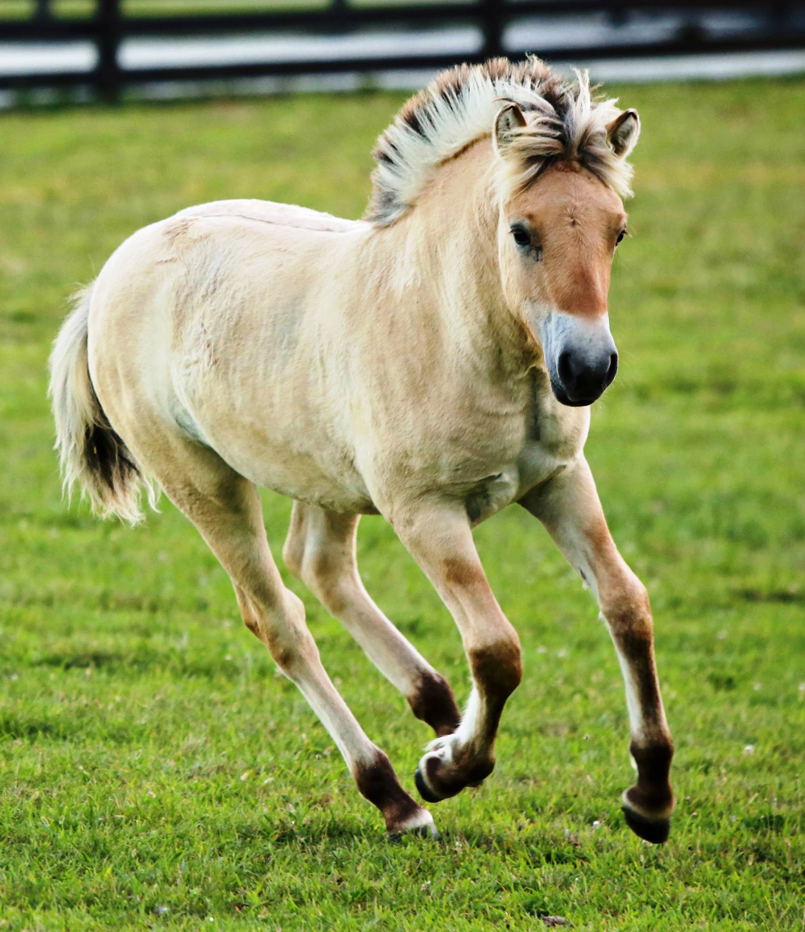 Norwegian Fjord Horse for Sale at Silver Drache Farm