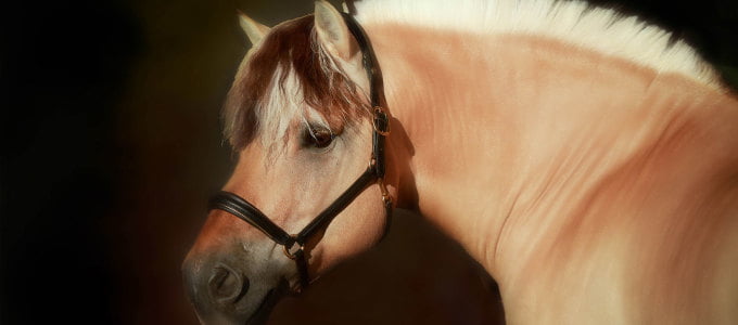 Norwegian Fjord Stallion at Stud