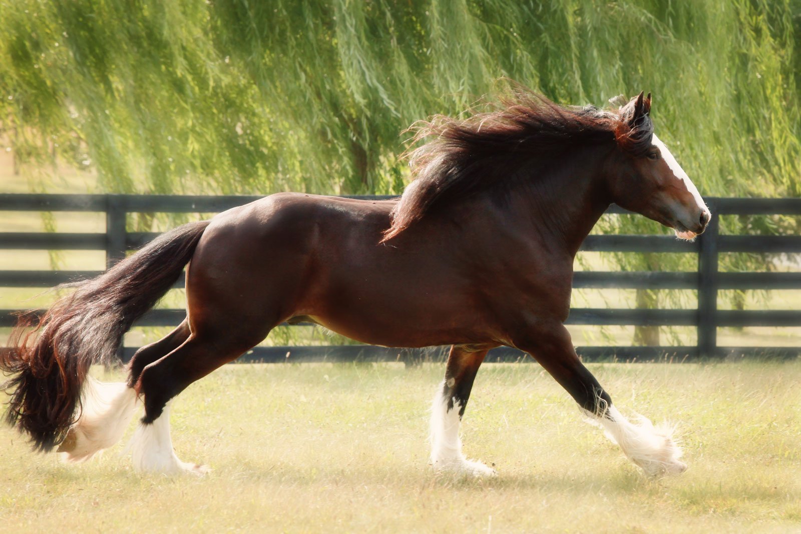 Grand Champion Shire Stallion Mufasa X