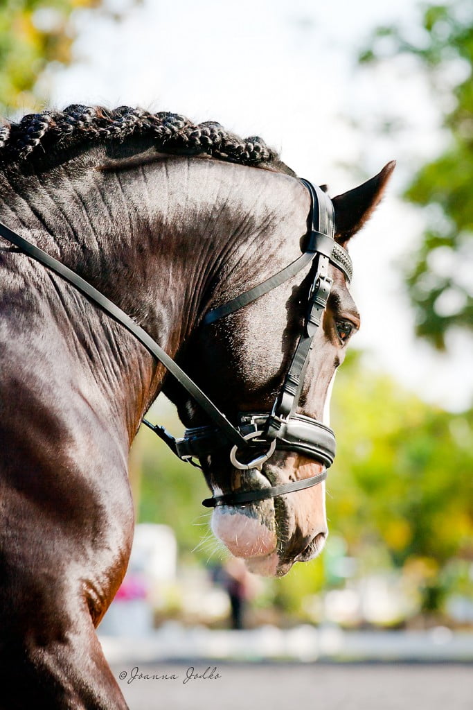 Shire stallion Mufasa X Dressage