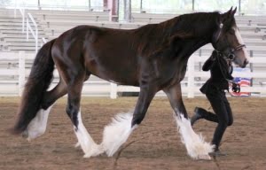 2007 Shire Stallion - Mufasa X