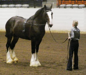 2007 Shire Stallion Mufasa 'X' at the Ohio State Fair
