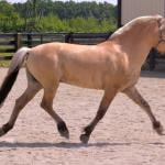 Norwegian Fjord horse