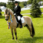 Norwegian Fjord Horse stallion PCF Vidar