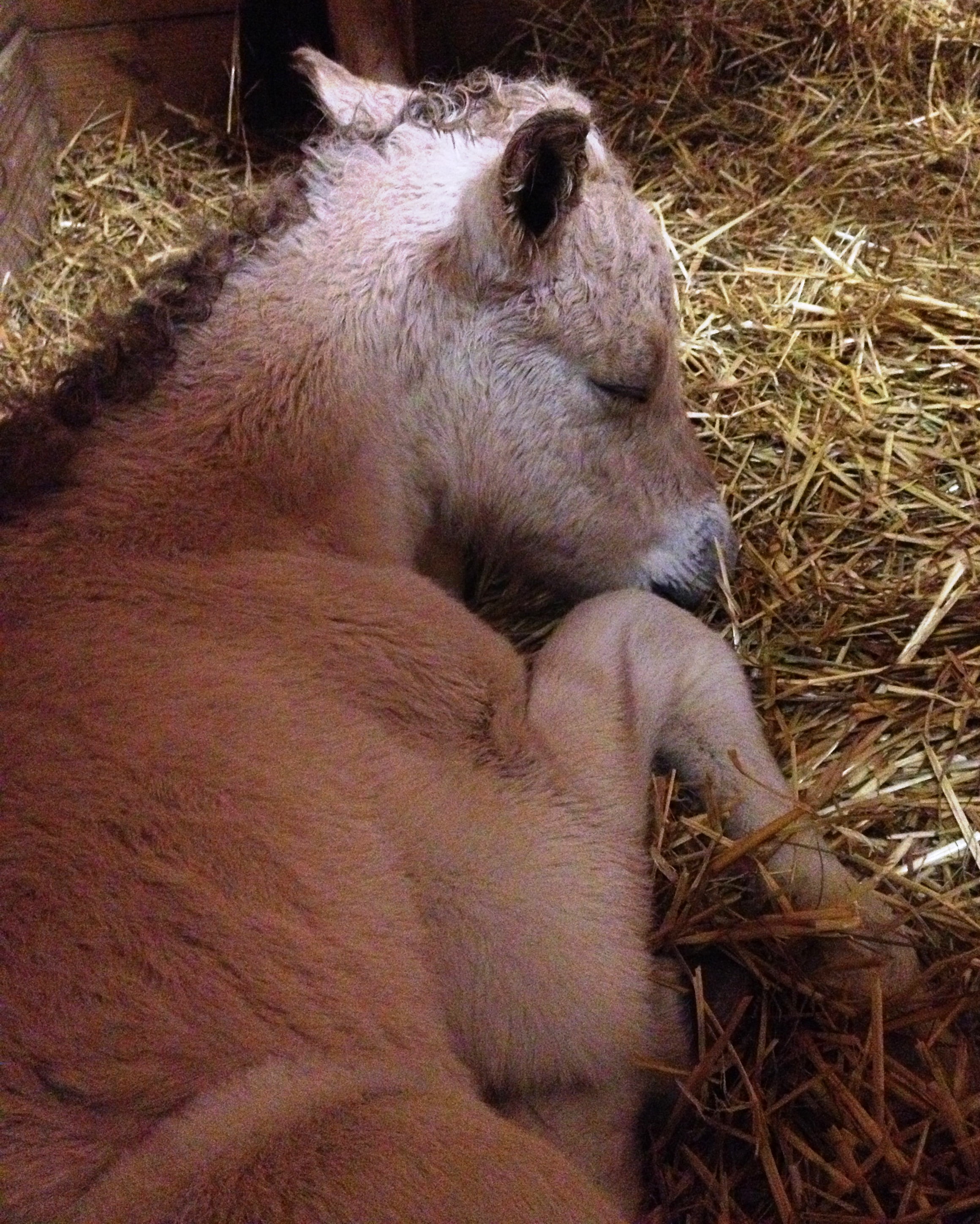 New born Norwegian Fjord Horse filly