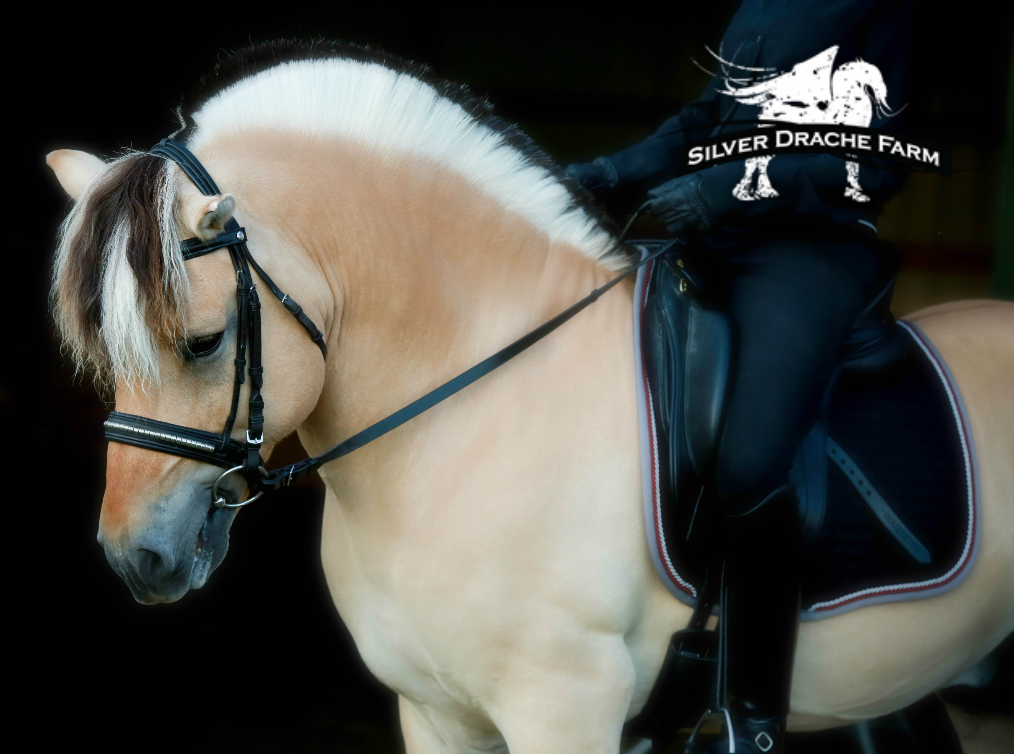 PCF Vidar Dressage Pony Cup