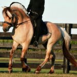 PCF Vidar competes at the National Dressage Pony Cup in Lexington, Ky