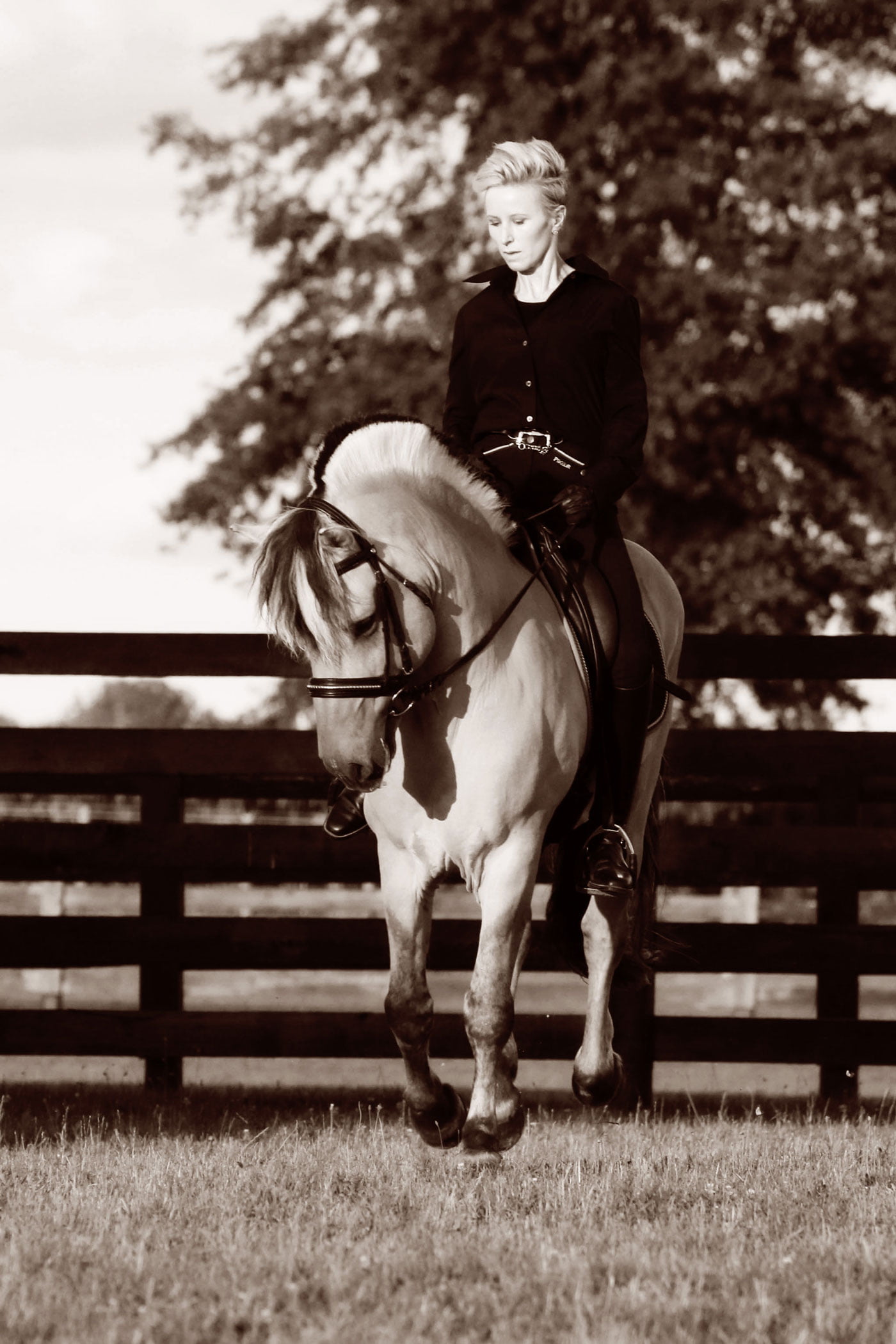 Fjord Stallion Vidar with rider