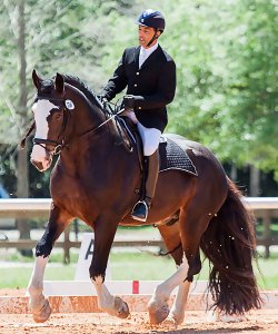 Shire Stallion Mufasa X training with rider