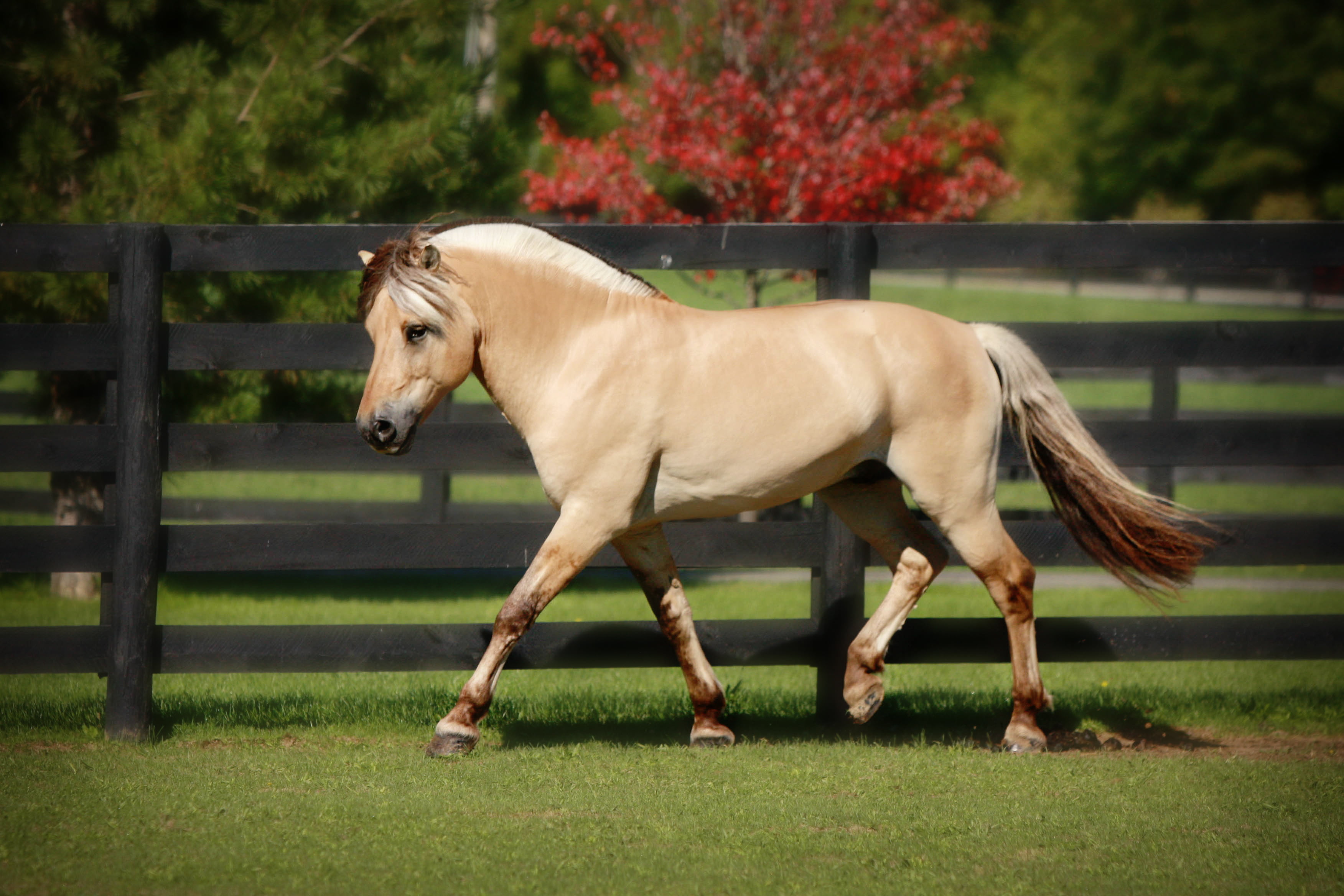 Norwegian fjord stallion PCF Vidar